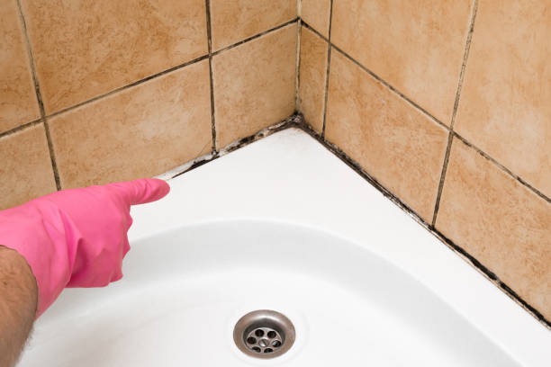 Best Localized Mold Remediation (e.g., coastal areas, humid climates) in Troy, NC